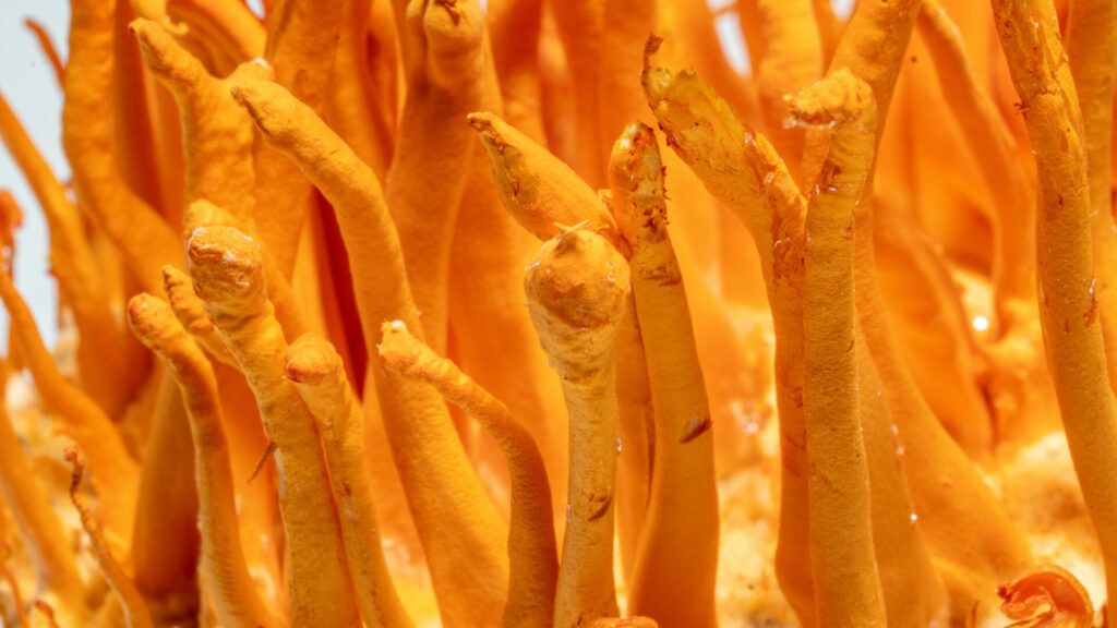 What are the benefits of Cordyceps mushroom for athletic performance?