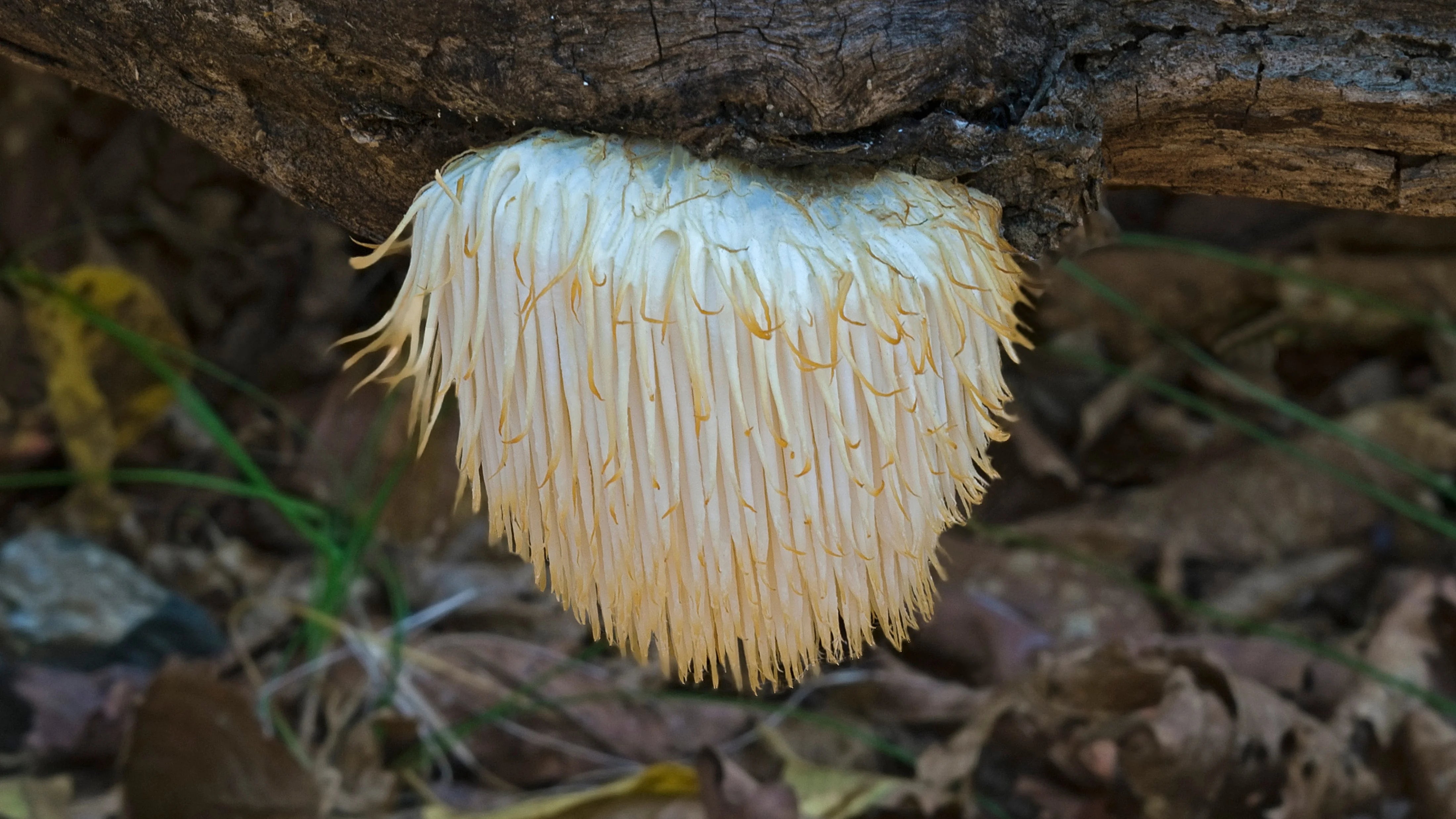 Mushrooms 101: Consider the quality as well as the source.