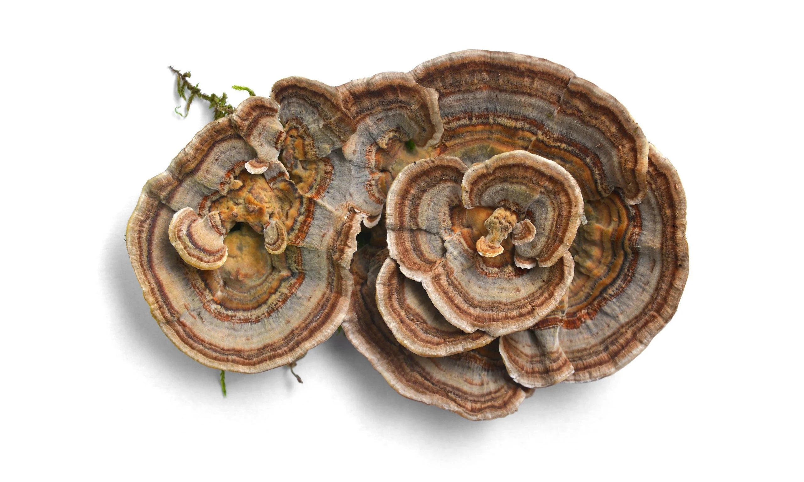 What are the main benefits of supplementing with Turkey Tail Mushrooms?