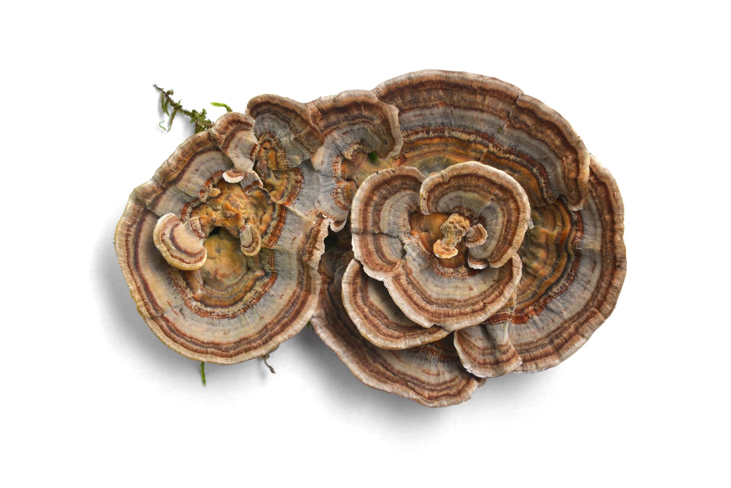 What are the main benefits of supplementing with Turkey Tail Mushrooms?